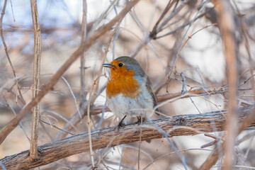Cute bird the European Robin, Erithacus rubecula. sitting on the tree branch in winter.
