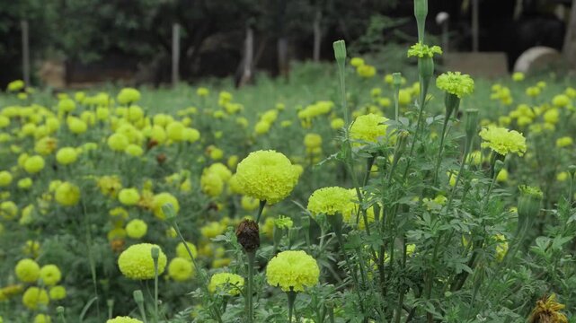 Vibrant Indian Marigolds in Bloom - A Nature's Ode to Spring