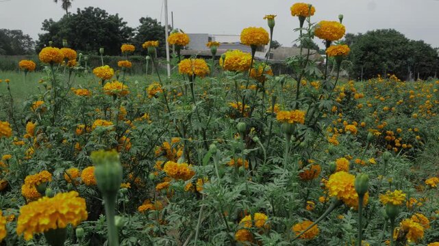 Marigold Bliss - Vibrant Yellow Flowers in Full Bloom