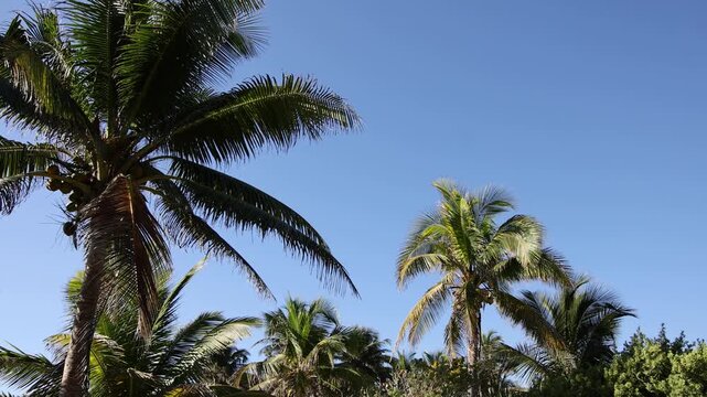 stunning beach view with palm trees (tropical palms) at tulum mexico (seaside historic mayan ruin site with temple pyramid on the coast) coastal travel paradise caribbean sea yucatan penisula palms 