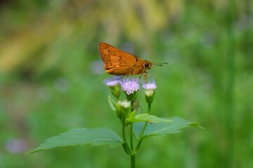 Orange Skipper Butterfly Resting on Wildflower (Ageratum conyzoides)