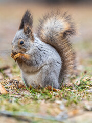 Squirrel in autumn or spring with nut on the green grass with fallen yellow leaves