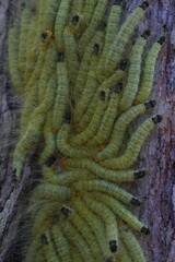 A Cluster of Yellow Hairy Caterpillars on Tree Bark