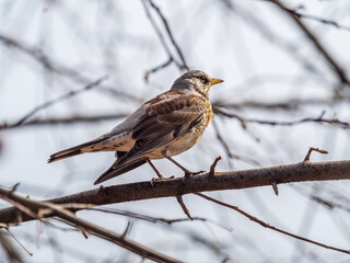 Fieldbird sits on a branch in spring with a blurred background.