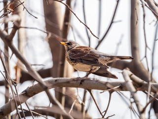 Fieldbird sits on a branch in spring with a blurred background.