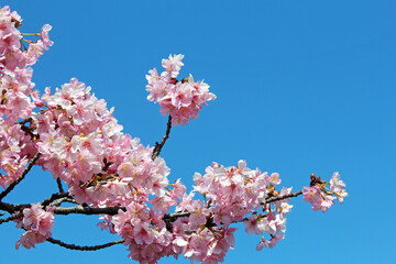 満開の河津桜