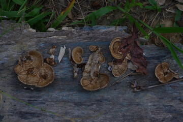 Brown Striped Bracket Fungus Growing on Dead Wood