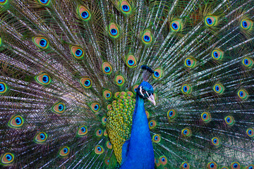 Obraz premium Beautiful peacock. Colorful peacocks feathers. Exotic bird showing tail. Peacock with open plumage. Close-up of peacock pattern. Bright exotic wildlife background.