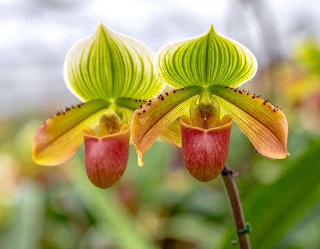 Two Lady Slipper Orchids in Full Bloom Close-Up.