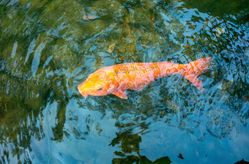 日本の大きなニシキゴイ