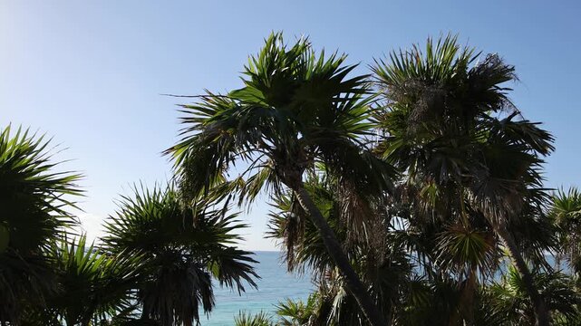 stunning beach view with palm trees (tropical palms) at tulum mexico (seaside historic mayan ruin site with temple pyramid on the coast) coastal travel paradise caribbean sea yucatan penisula palms 