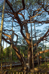 石川県小松市にある芦城公園の松の木