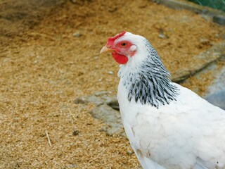 Profile close-up of a white hen with black and white neck feathers, a red comb, and wattle. The chicken is standing on a bed of straw or wood shavings.