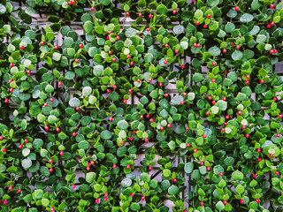 Modular artificial hedge panel. Beautiful hedge of Boxwood. Seamless texture of green artificial background. Artificial fake plant bush wall for interior and exterior decoration. Boxwood bush hedge.