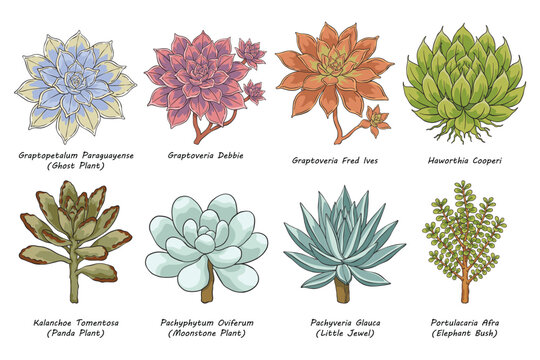 Succulent Plant Collection Botanical Illustration