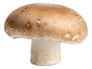 White button mushroom