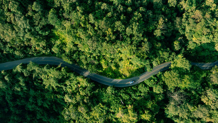 Adventure morning road trip in the forest, electric vehicle driving on asphalt road through green forest.