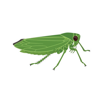 Green shield bug macro closeup isolated on white, a small summer insect pest with green wings and brown antenna