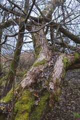old bent oak tree