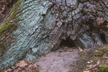 hole under the tree