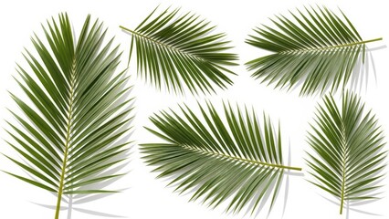 Obraz premium Palm Fronds Set on White Background, Tropical Green Leaves Elements