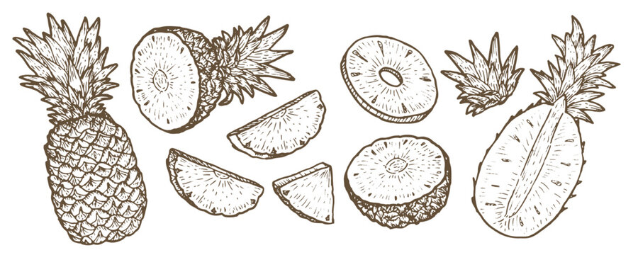 Outline Pineapple vector set. Whole fruit, slices, rings and leaves, tropical ananas illustration, vintage sketch line art, natural organic elements for food design. Hand drawn vector illustration set
