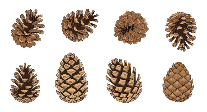 Collection of eight detailed, hand-drawn pine cones from various angles, illustrated in a rustic color style on a white background.