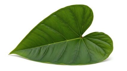 Obraz premium Green Leaf Isolated on White Background, Anthurium Leaf, Tropical Plant