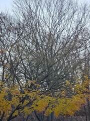 가을 나뭇가지와 노랑 단풍 풍경