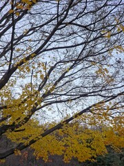 가을 나뭇가지와 노랑 단풍 풍경