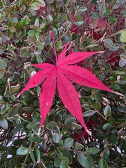 가을 낙엽, 레드 단풍, 클로즈업