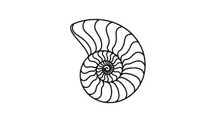 seashell isolated on white background © New