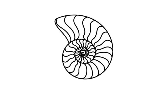 seashell isolated on white background