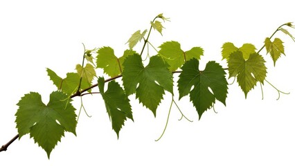 Grape Vine Branch with Green Leaves Isolated on White Background