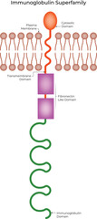 Immunoglobulin Superfamily Protein Structure Diagram Vector Illustration