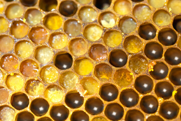 Macro close up of honeycomb cells filled with golden honey creating sweet food texture