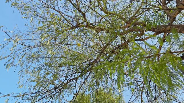 Wide view of an amla tree canopy as thin branches, feathery leaves, and scattered yellow fruits ripple gently in the breeze against a bright blue sky above.