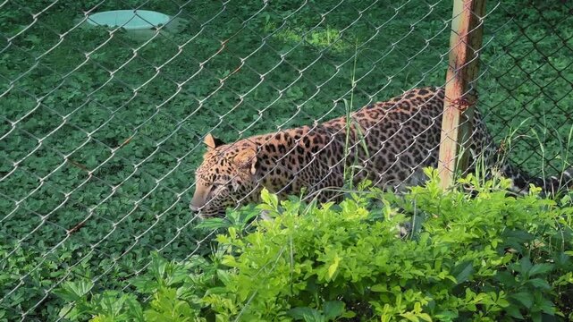 Leopard walks along a fenced green enclosure as the camera pans with his movement, revealing his spotted coat and alert posture in soft natural light.