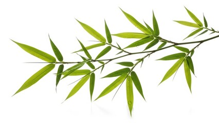 Obraz premium Bamboo Branch with Green Leaves Isolated on White Background, Minimalist Nature