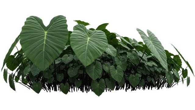 Elephant Ear Plant, Tropical Foliage Isolated on White, Philodendron Leaves