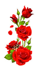 Fototapeta premium red roses on white background