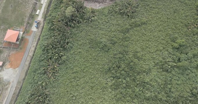 This bridge is the one that replaces the Triso Ferry crossing, which is essential for the Coastal Road route to Pusa,Crossing The Longest Batang Lupar River In Sarawak,Borneo,Malaysia.
