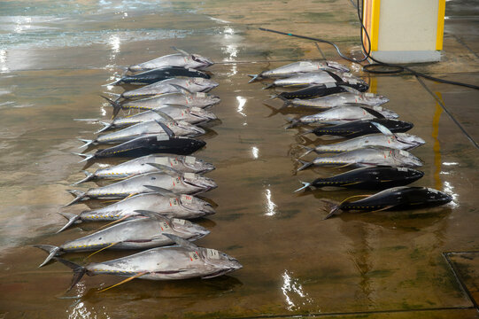 Giant tuna fish auction at Katsuura Fish Port early in the morning, Nachikatsuura, Wakayama, Japan