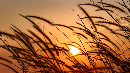Obraz premium Golden hour view with grasses against the backdrop of the sunset