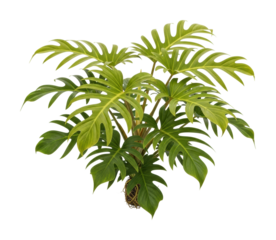 Plant care monstera deliciosa living room greenery bright isolated on transparent background