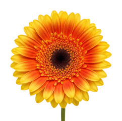 Vibrant orange gerbera flower nature floral isolated on transparent background