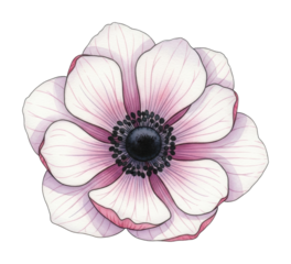 Delicate anemone flower nature botanical soft colors isolated on transparent background