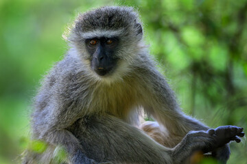 Closeup of a vervet monkey. sitting against a green background