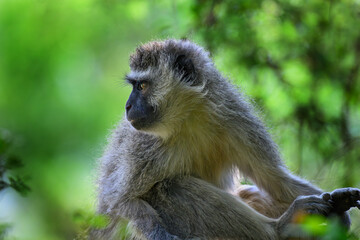 Closeup of a vervet monkey. sitting against a green background