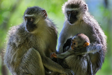 A female vervet monkey holding her baby with a third monkey sitting next to them